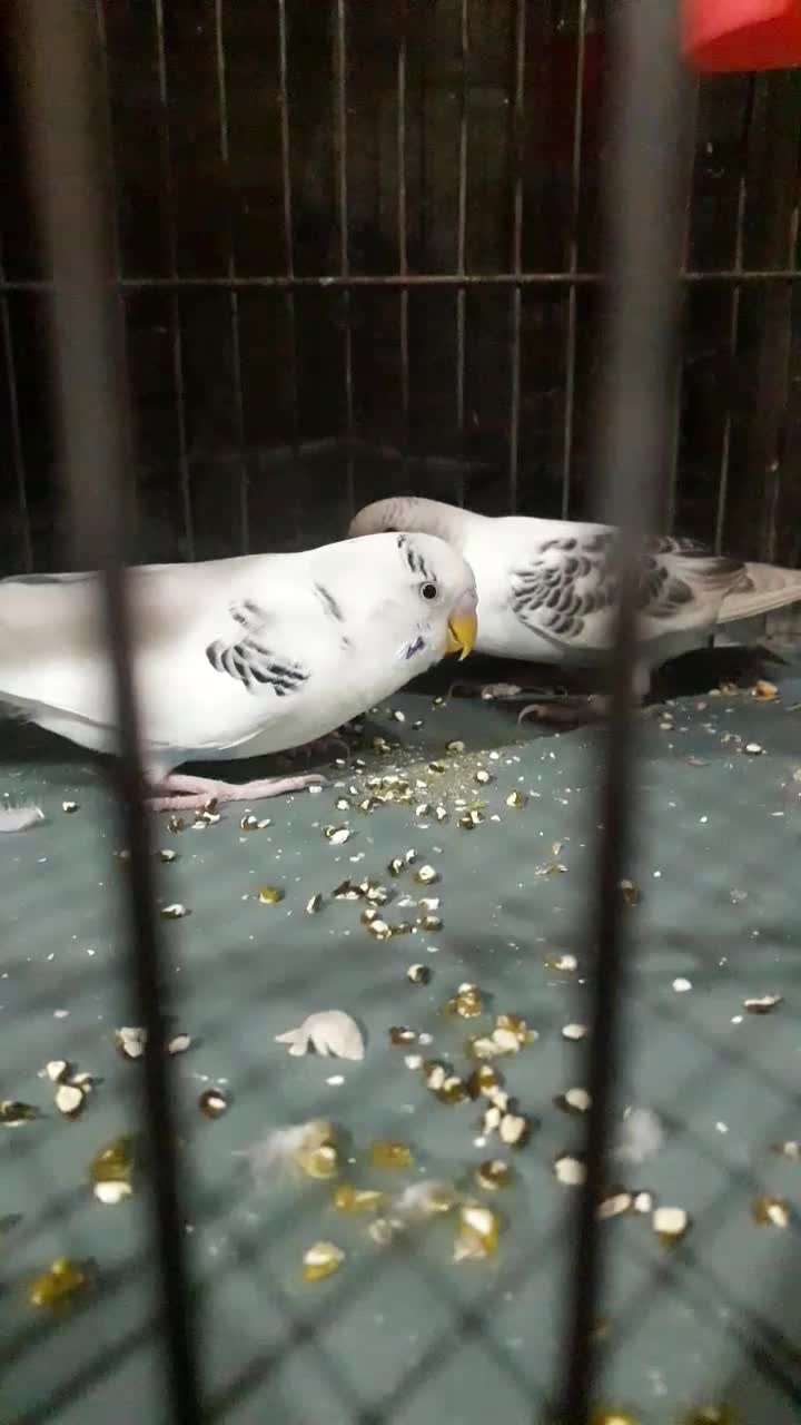 مرغ عشق|پرنده|مریوان, |دیوار