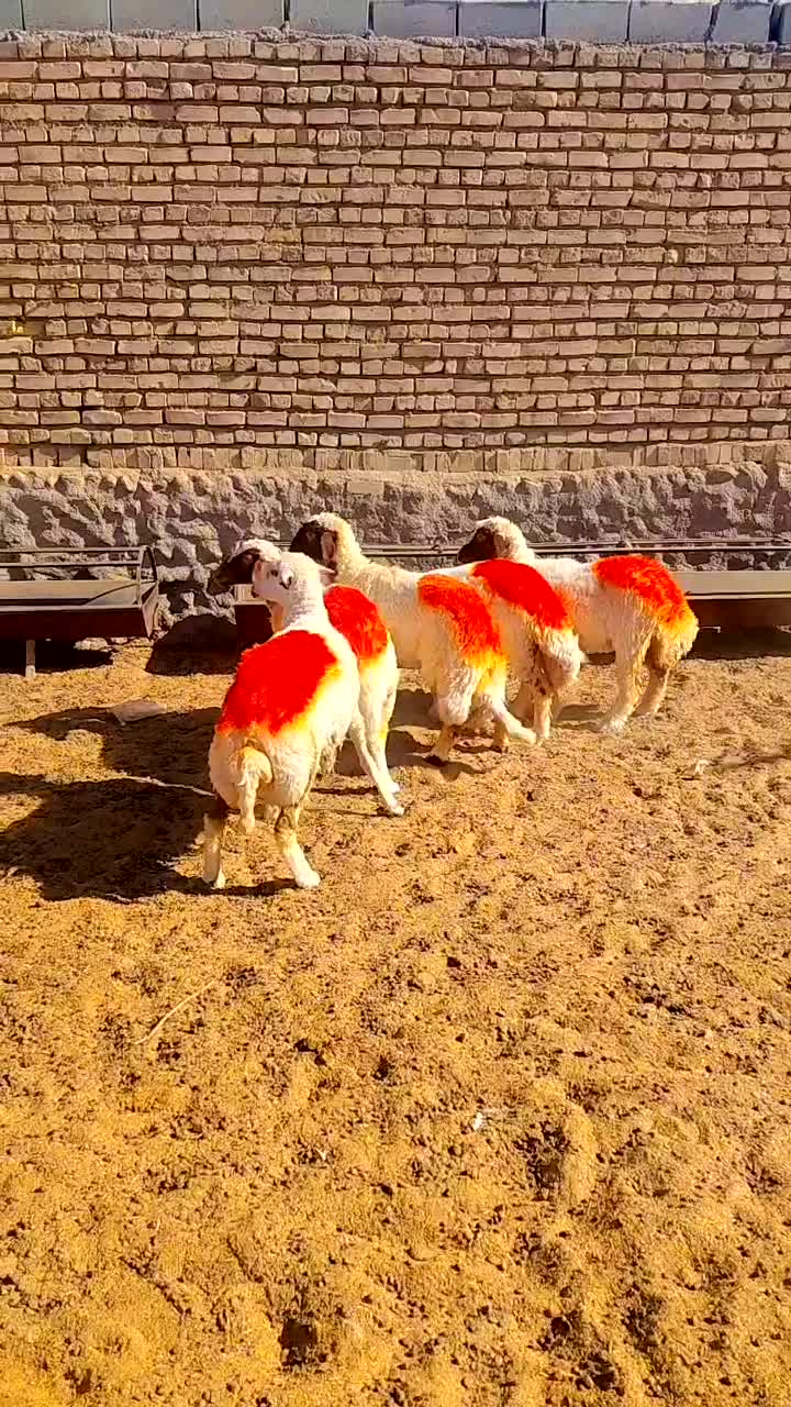 بره ماده سنجابی ابستن|حیوانات مزرعه|ششطراز, |دیوار