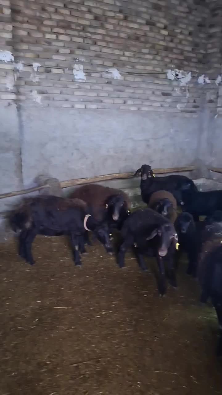 قزل افشار|حیوانات مزرعه|اسدآباد, |دیوار