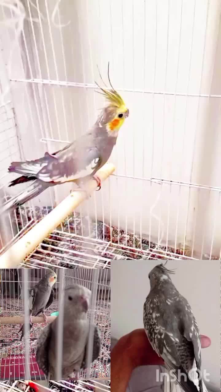 جفت عروس هلندی مولد دستی|پرنده|خواف, |دیوار