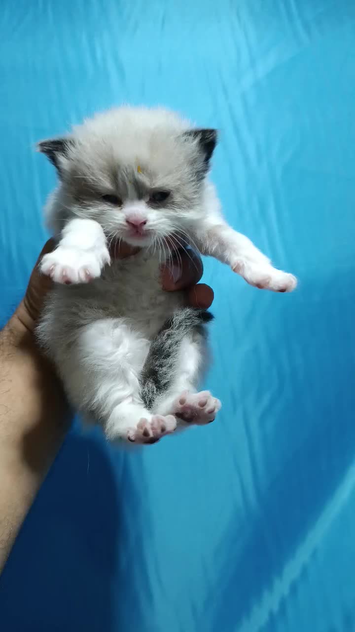 گربه رگدال اصیل|گربه|تهران, زعفرانیه|دیوار