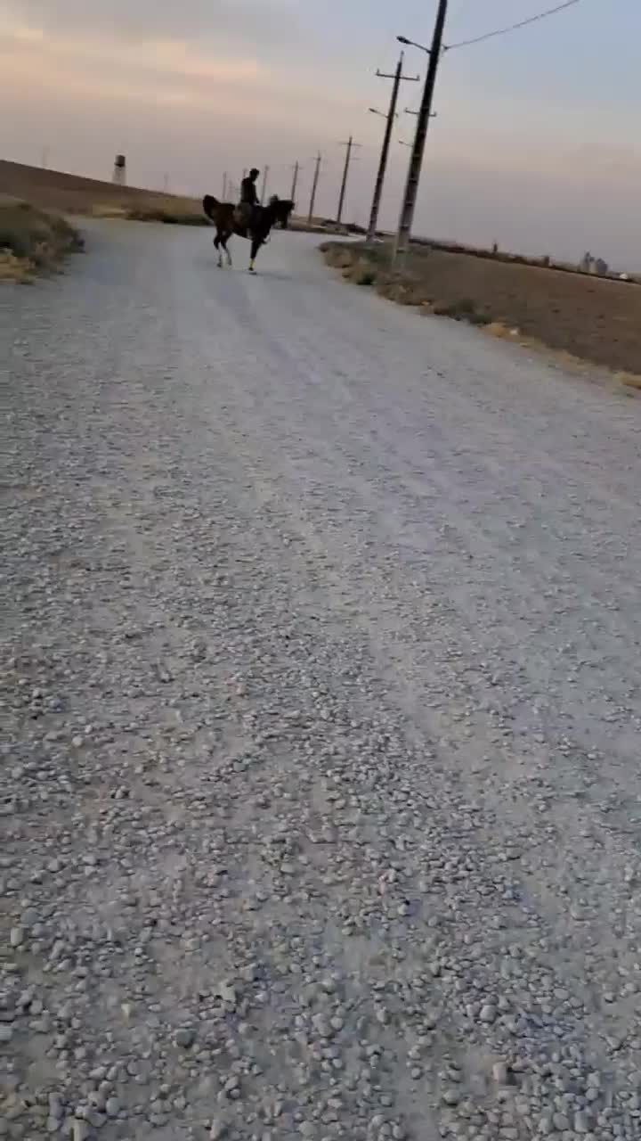 مادیان کره سهیل حیدر|اسب و تجهیزات اسب‌سواری|اصفهان, عباس‌آباد|دیوار