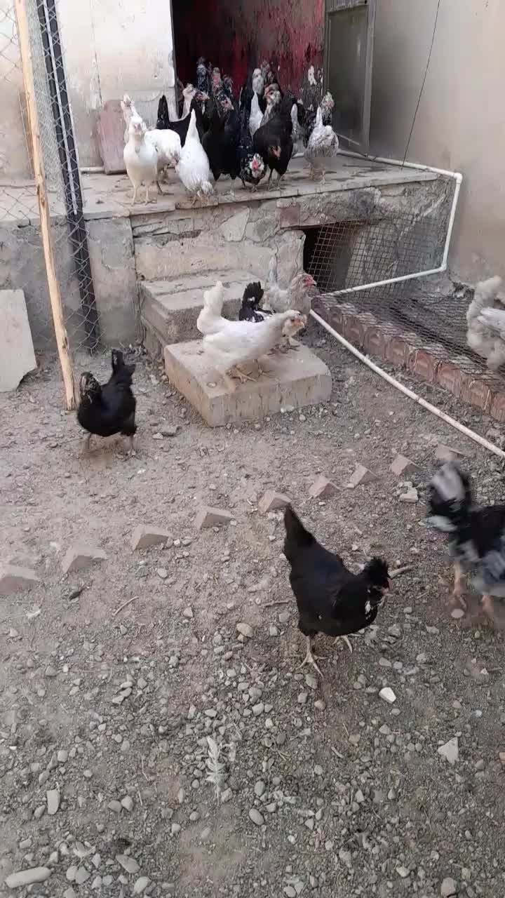 تخم مرغ نطفه دار گلین چهل تاج خال سوزنی وطوسی|حیوانات مزرعه|پاکدشت, پاکدشت (مامازند)|دیوار