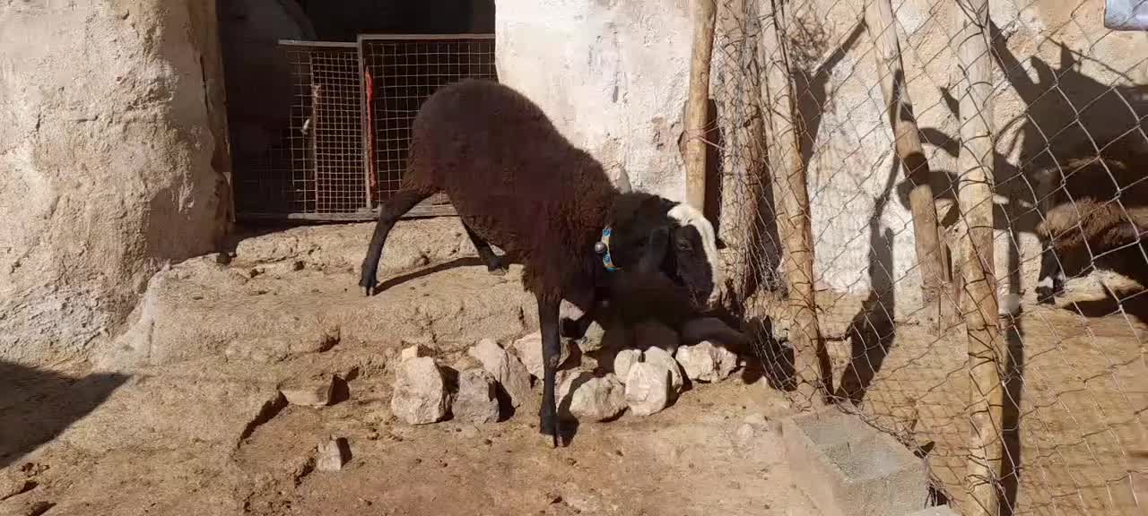 قوچ شال|حیوانات مزرعه|بیلوار, |دیوار