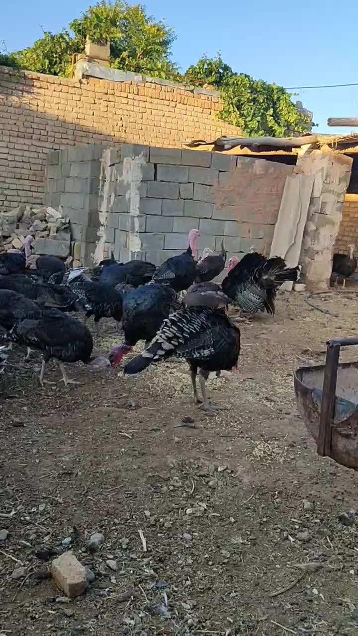 جوجه بوغلمون و بالغ|حیوانات مزرعه|تربت‌حیدریه, پایانه مسافربری تربت حیدریه|دیوار
