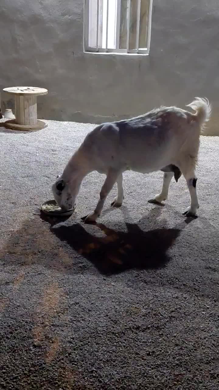 فروش بز|حیوانات مزرعه|مهر, |دیوار