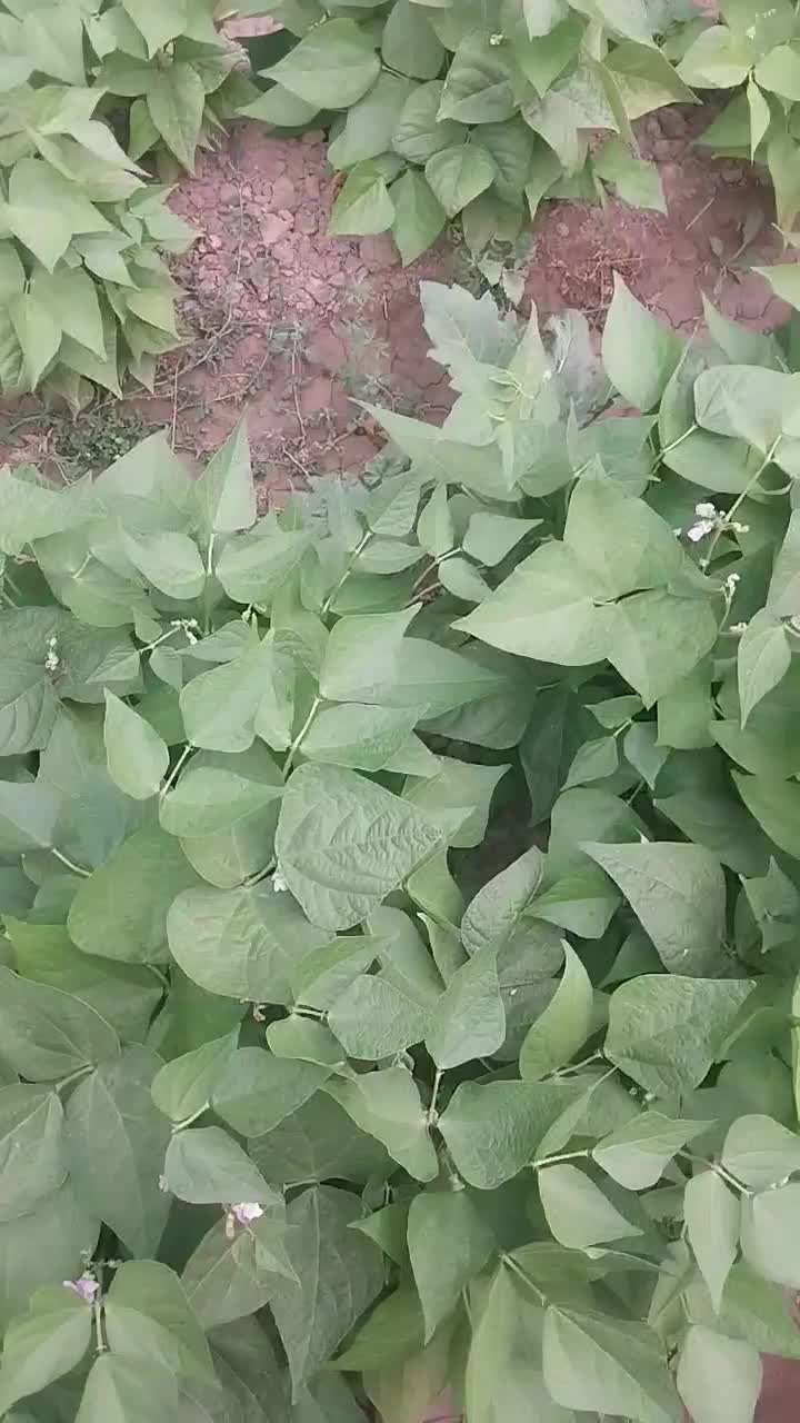 بذر مادرلوبیا چیتی پایه کوتاه ترکیه ۱به ۷۰|خدمات باغبانی و درختکاری|تبریز, |دیوار