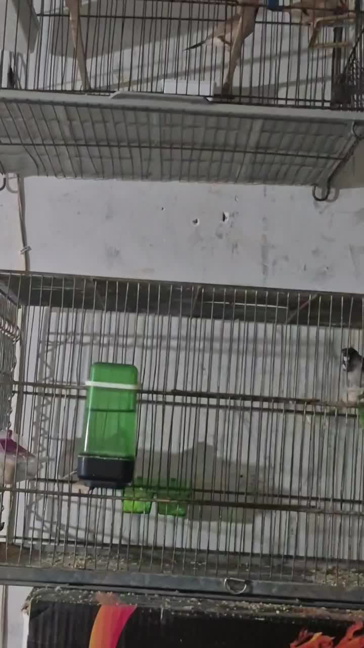 یک جفت فنچکرواتی مولد|پرنده|تهران, بازار|دیوار