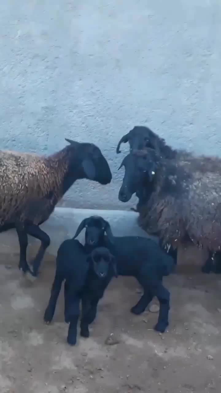 گوساله نر و میش بره|حیوانات مزرعه|قم, قلعه صدری|دیوار