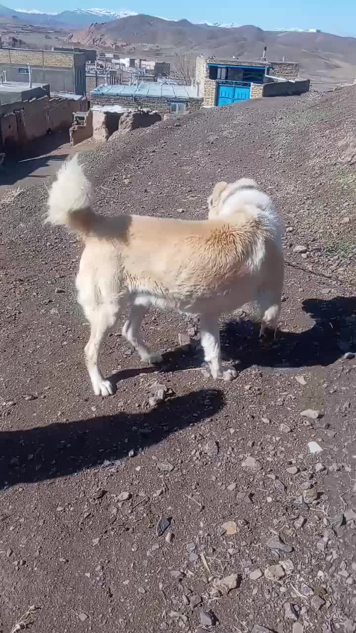 سگ گله ای|سگ|تایباد, |دیوار