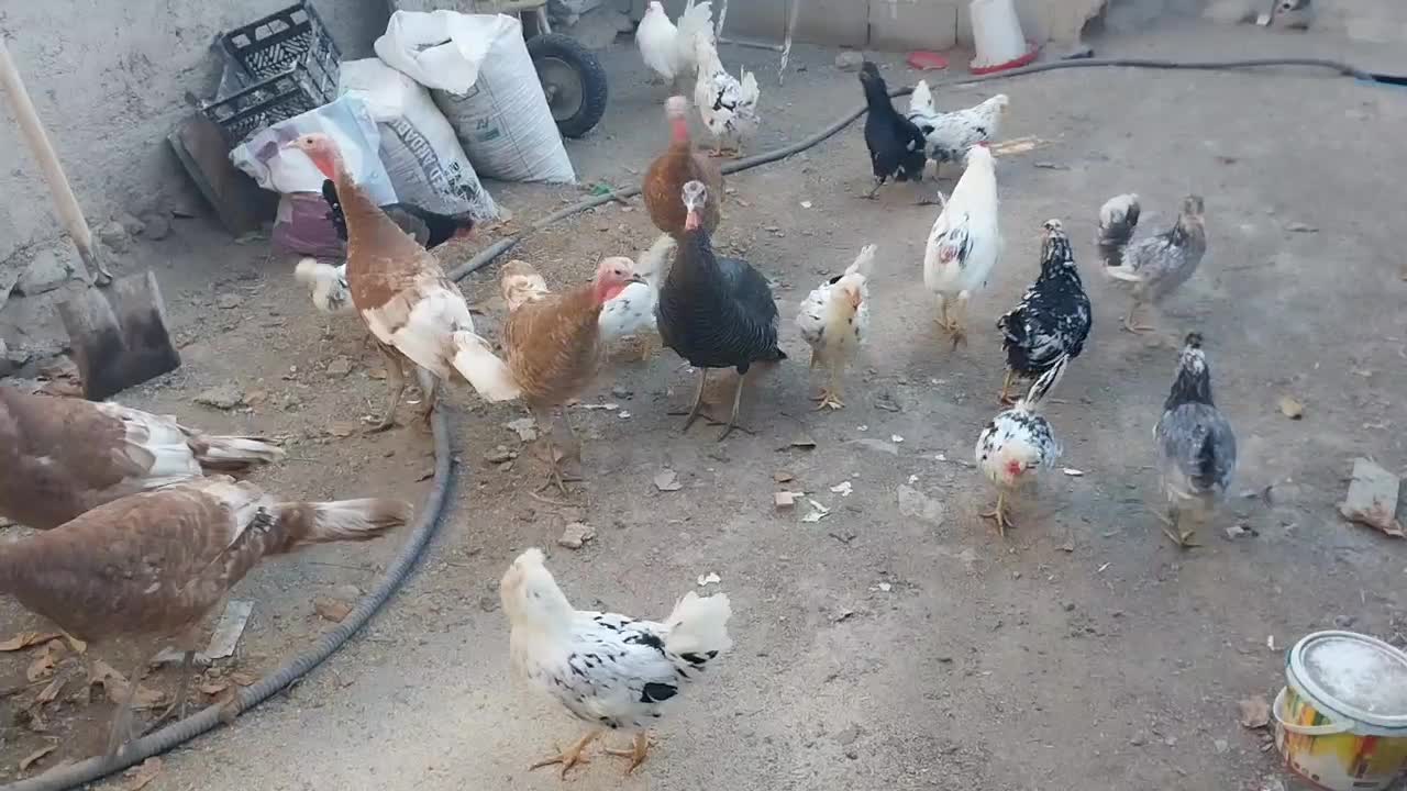 مرغ و خروس گلین و بوقلمون|حیوانات مزرعه|نمین, |دیوار