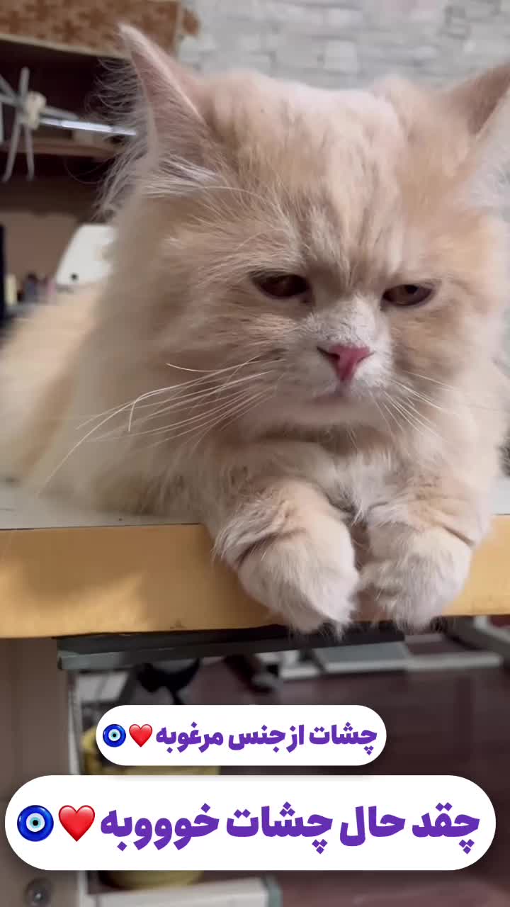 پرشین دال فیس|گربه|ابهر, |دیوار