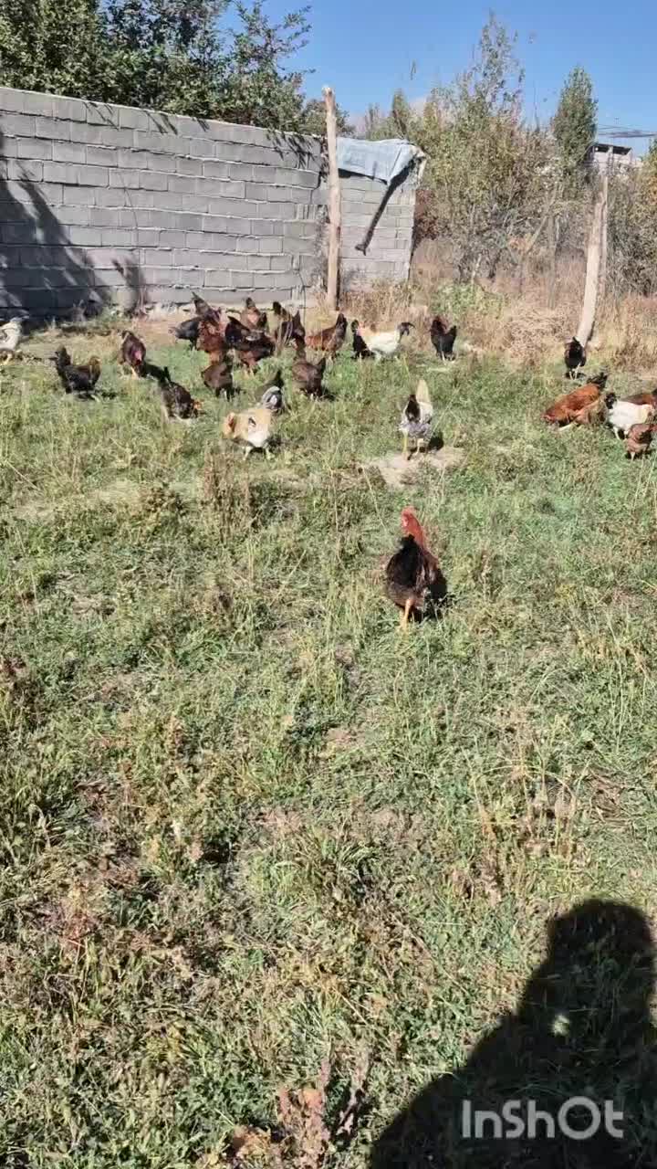 حدودا 40 عدد خروس بچع سالم|حیوانات مزرعه|خوی, |دیوار