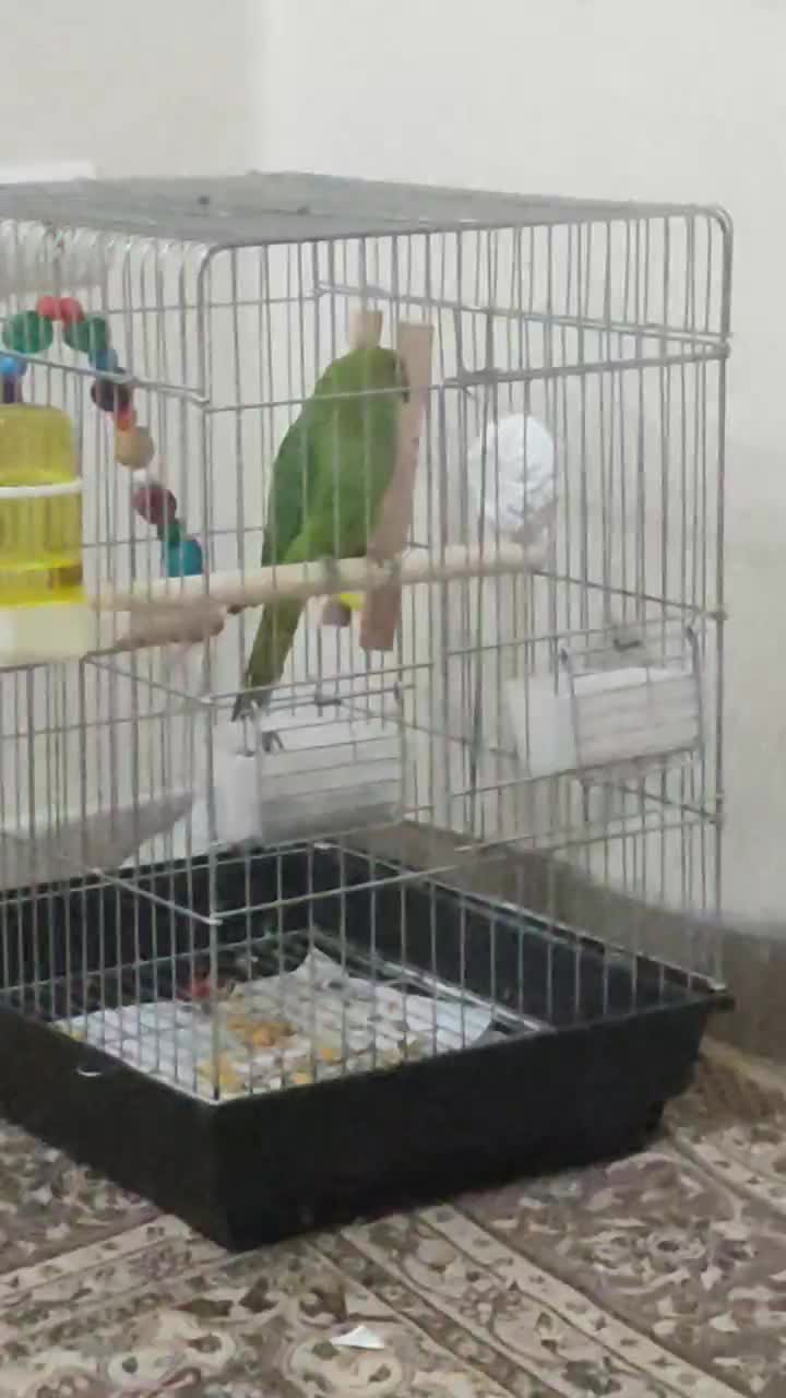 طوطی ملنگو سه ماهه سالم|پرنده|کهریزک, |دیوار