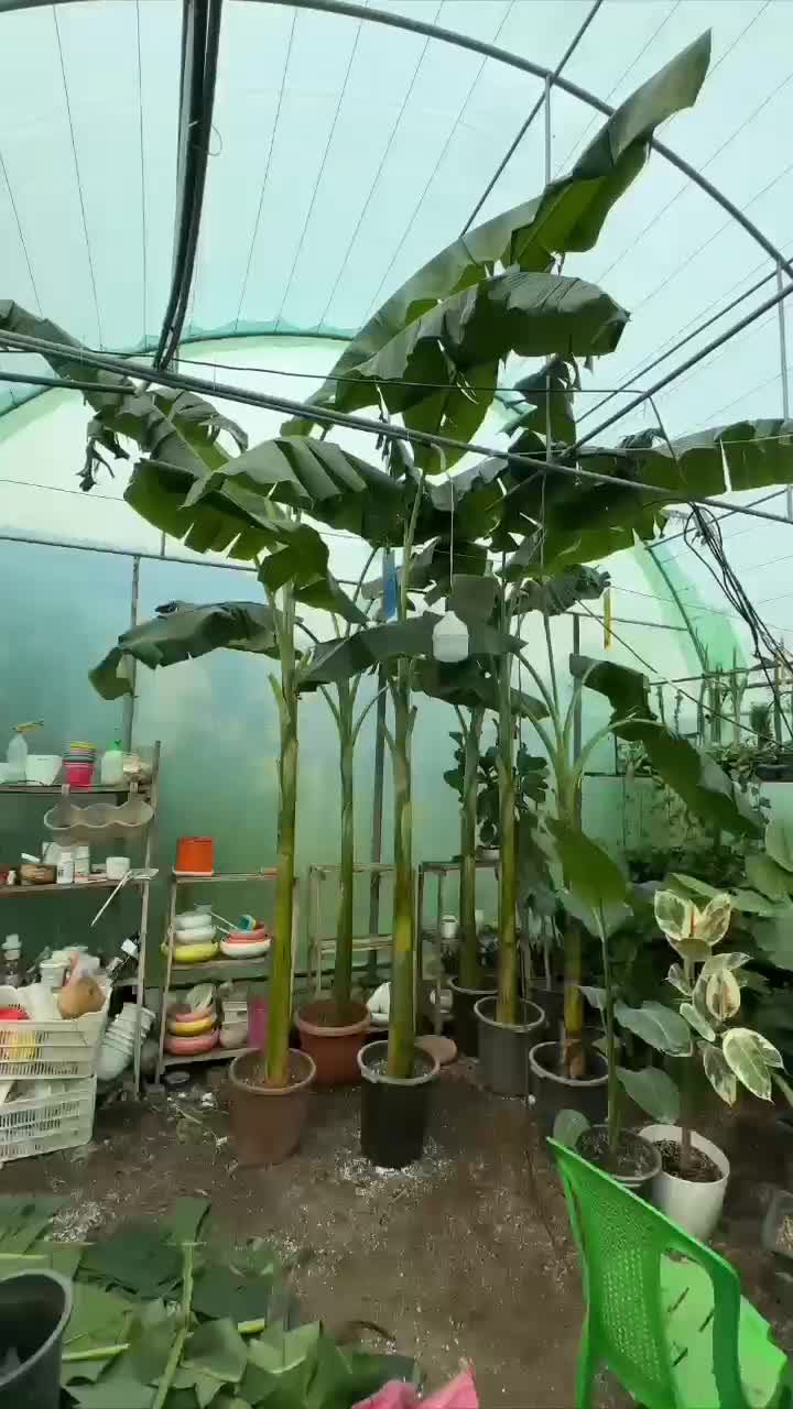 درختچه نهال موز|گل و گیاه طبیعی|امامزاده عبدالله, |دیوار