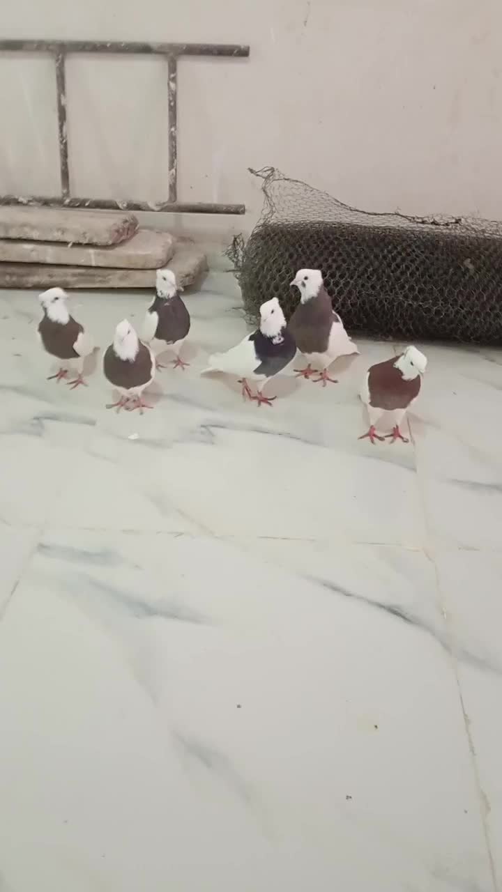 کبوتر کلفه|پرنده|اردبیل, |دیوار