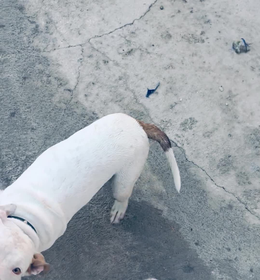 سگ پیت بول|سگ|اسلامشهر, شهرک احمدیه|دیوار