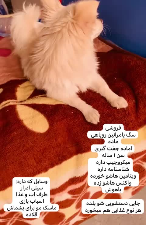 فروش سگ پامرانین روباهی ماده|سگ|سیرجان, |دیوار