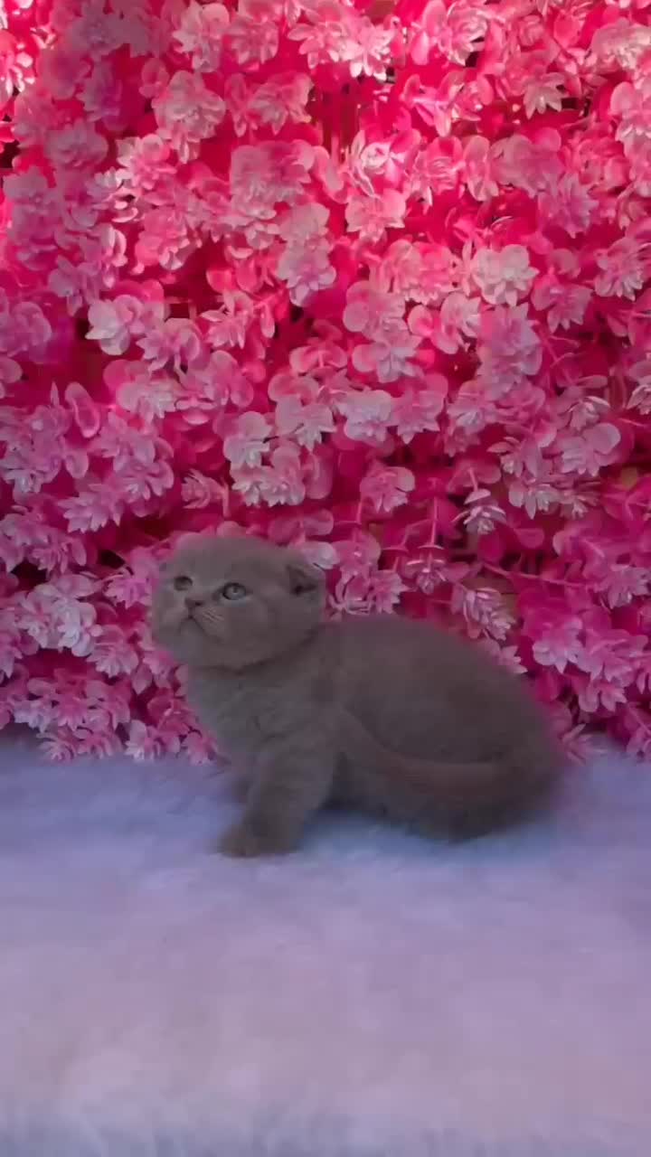 پت آپارتمانی رنگ خاص لیلاک اسکاتیش|گربه|بابل, |دیوار