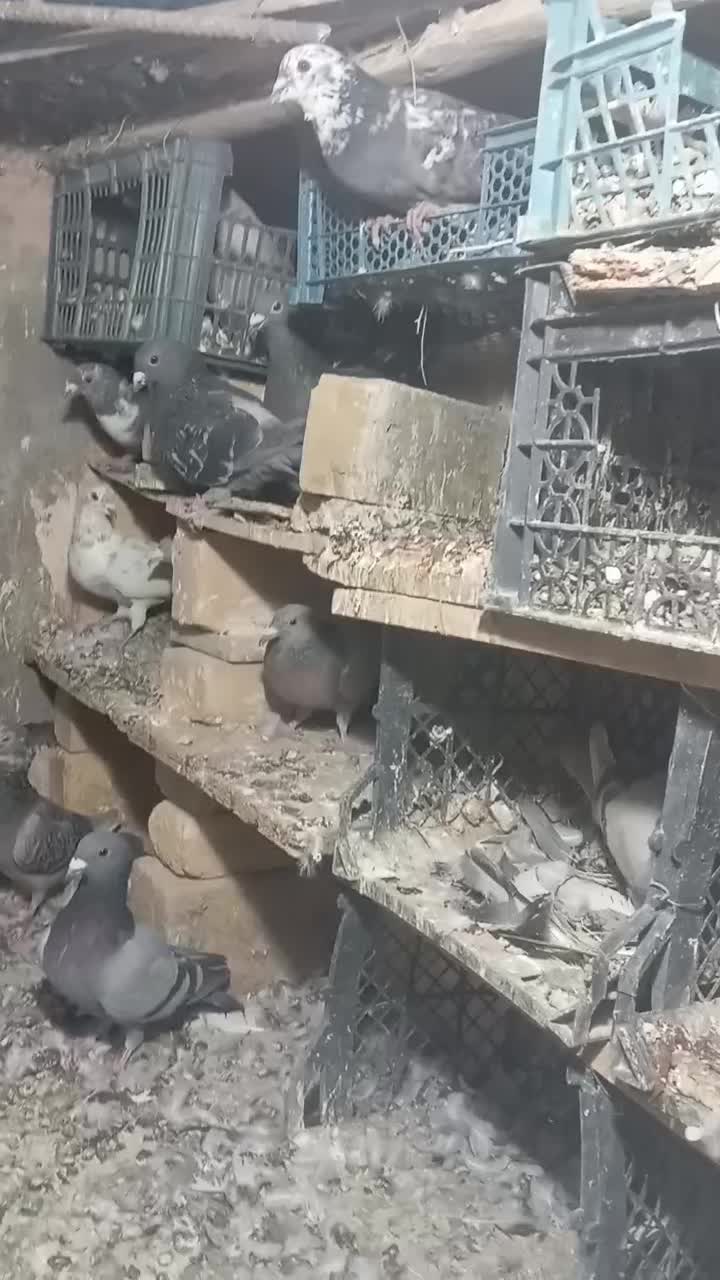 کبوتر ۱۰۰ زدخوردی قزوینی|پرنده|قزوین, |دیوار