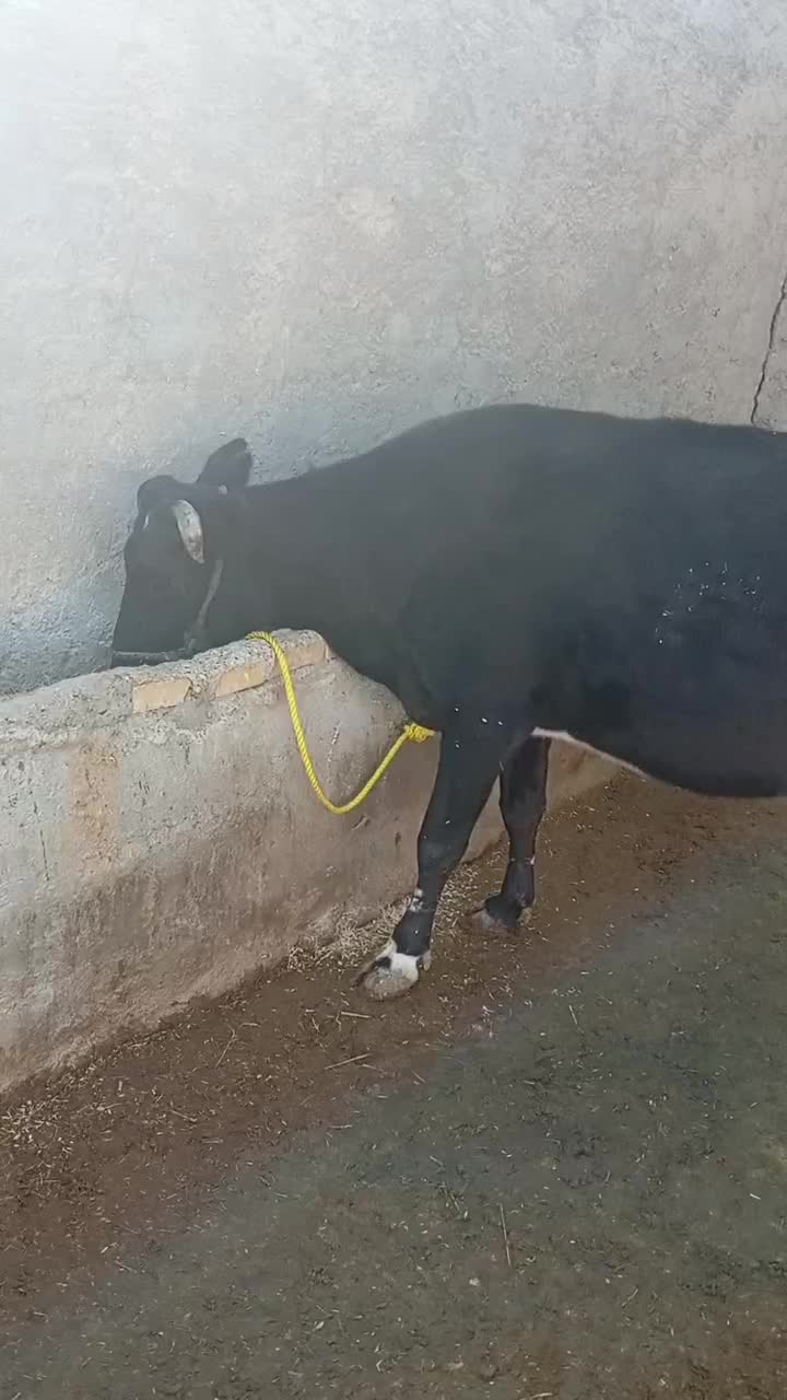 گاو 7 ماه آبستن|حیوانات مزرعه|دره شهر, |دیوار