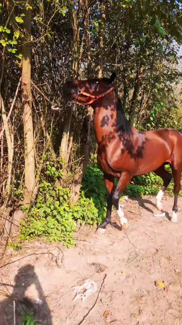 نریان کرد ۶ دنگ|اسب و تجهیزات اسبسواری|رشت, لاکان|دیوار