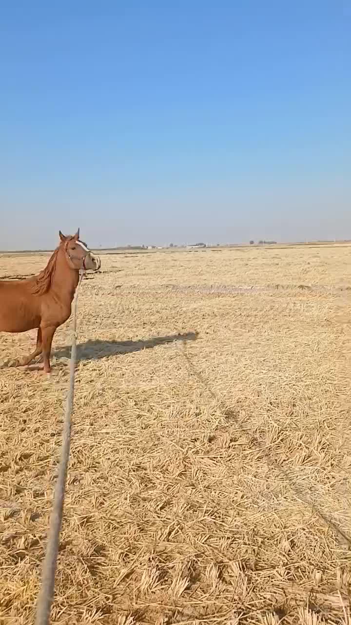 نریون|اسب و تجهیزات اسب‌سواری|درودزن, |دیوار