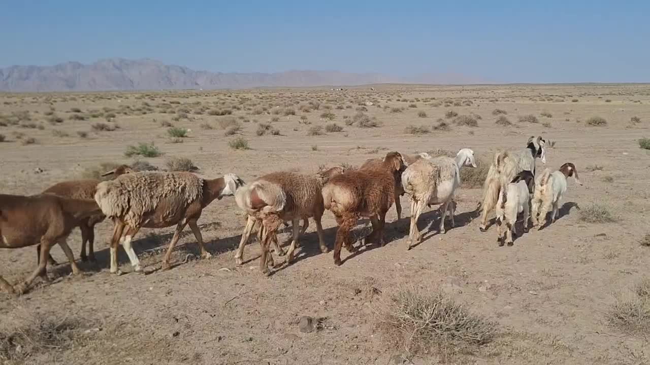 میش چینی|حیوانات مزرعه|زیرکوه, |دیوار