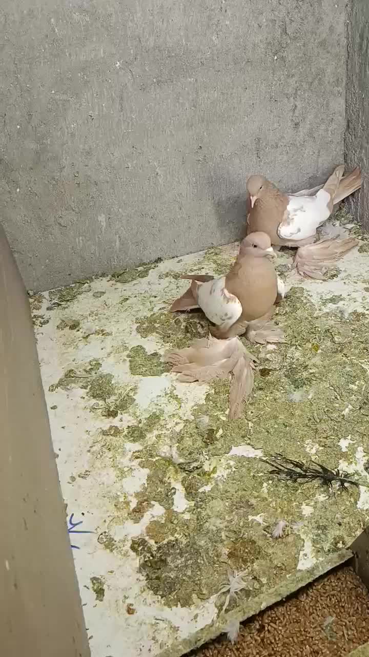 کبوتر|پرنده|تبریز, |دیوار