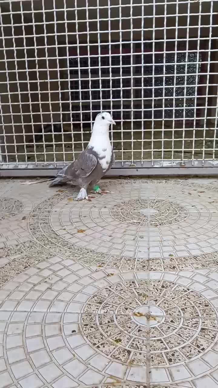 کلاغ کربلایی پرشی سفید آلمانی|پرنده|قوچان, |دیوار