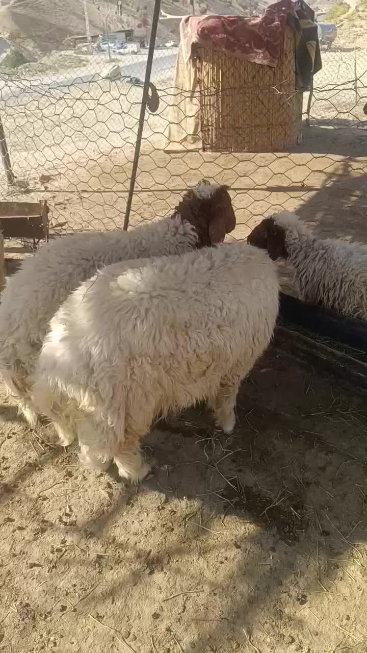 فروش بره|حیوانات مزرعه|سیوان, |دیوار