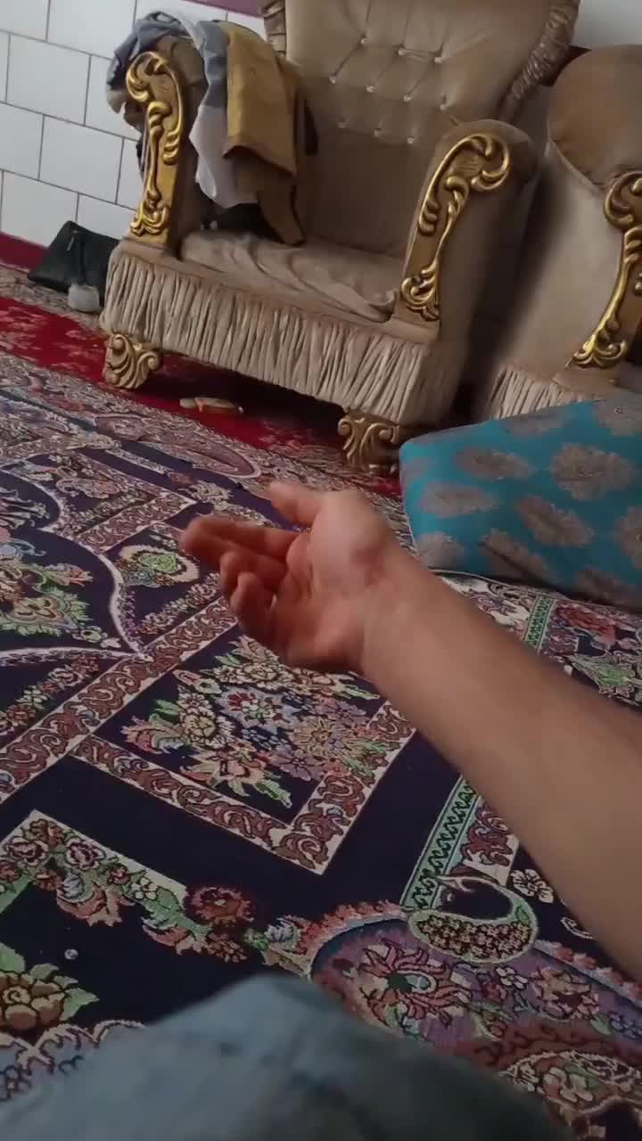 کفتر دستی|پرنده|یزدان شهر, |دیوار