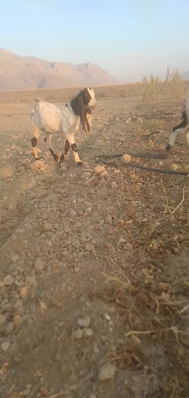 کهره ماده کاموری و کهره نر گلابی|حیوانات مزرعه|مرودشت, رامجرد یک|دیوار