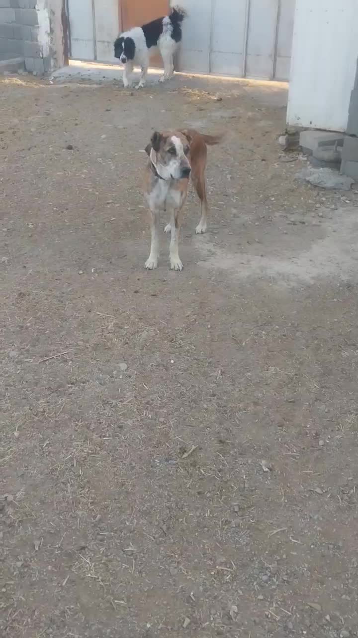 سگ گله افغان|سگ|فشاپویه, |دیوار