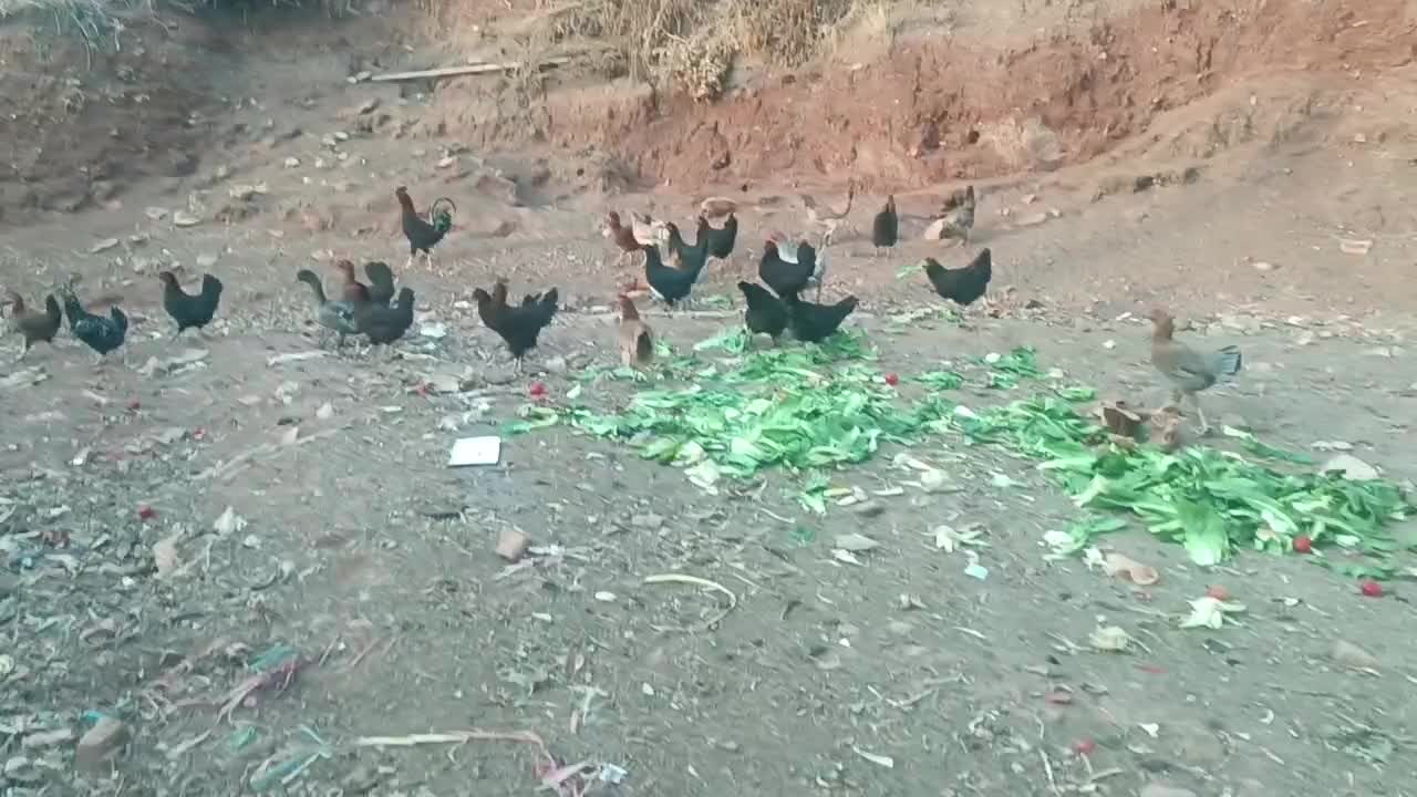 فروش مرغ جوجه وخروس|حیوانات مزرعه|جوانرود, |دیوار