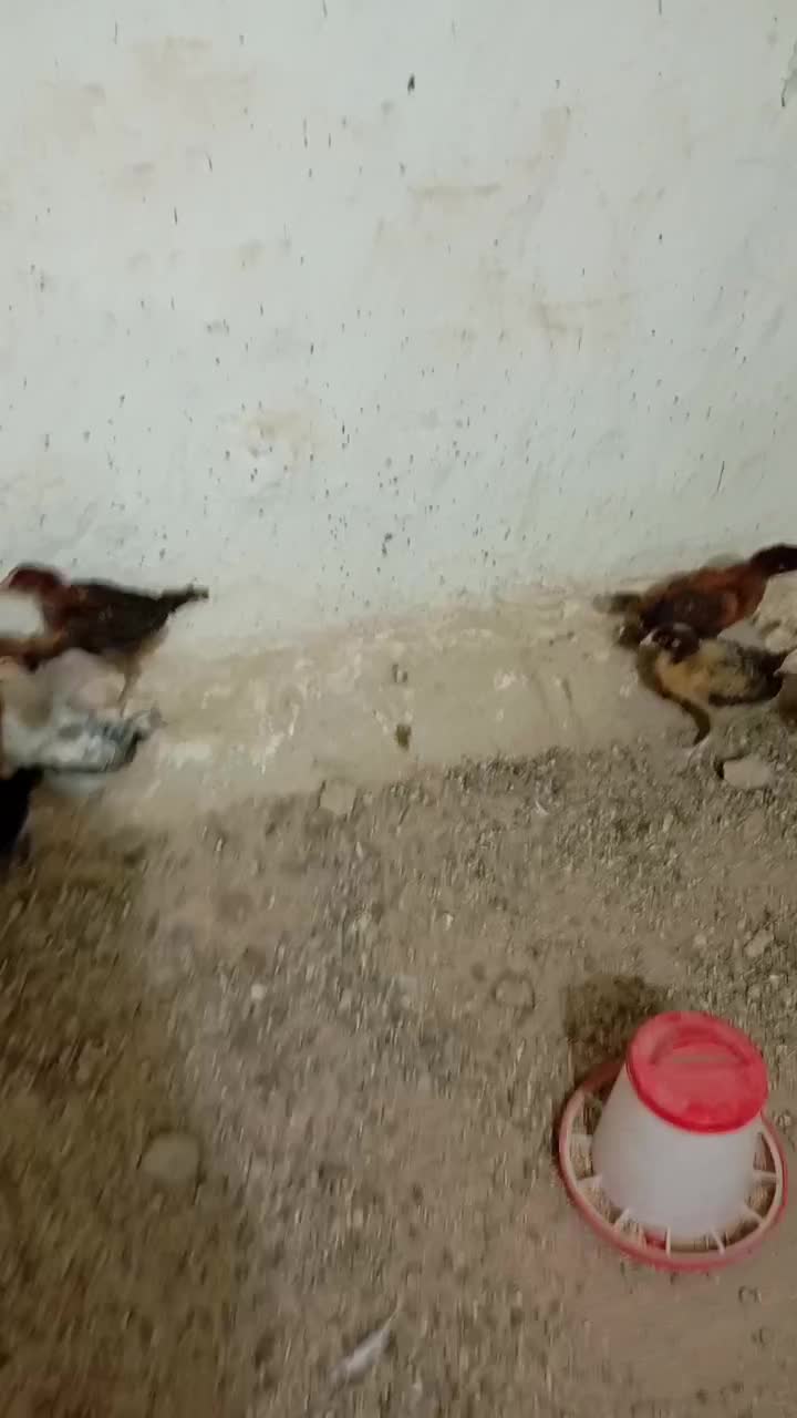 جوجه مرغ خورموج|حیوانات مزرعه|خورموج, |دیوار