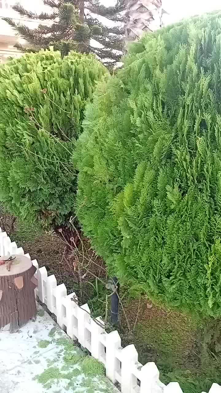 خدمات باغی صفرتاصد باتحصیلات عالی دراین زمینه|خدمات باغبانی و درختکاری|آمل, |دیوار