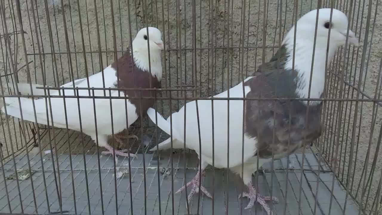 کبوتر فروشی...|پرنده|محمدیه-قزوین, |دیوار