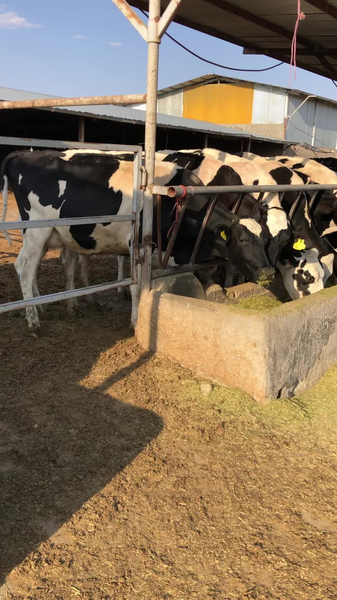 فروش گاو شیری هلشتاین اصیل|حیوانات مزرعه|خرمدره, |دیوار