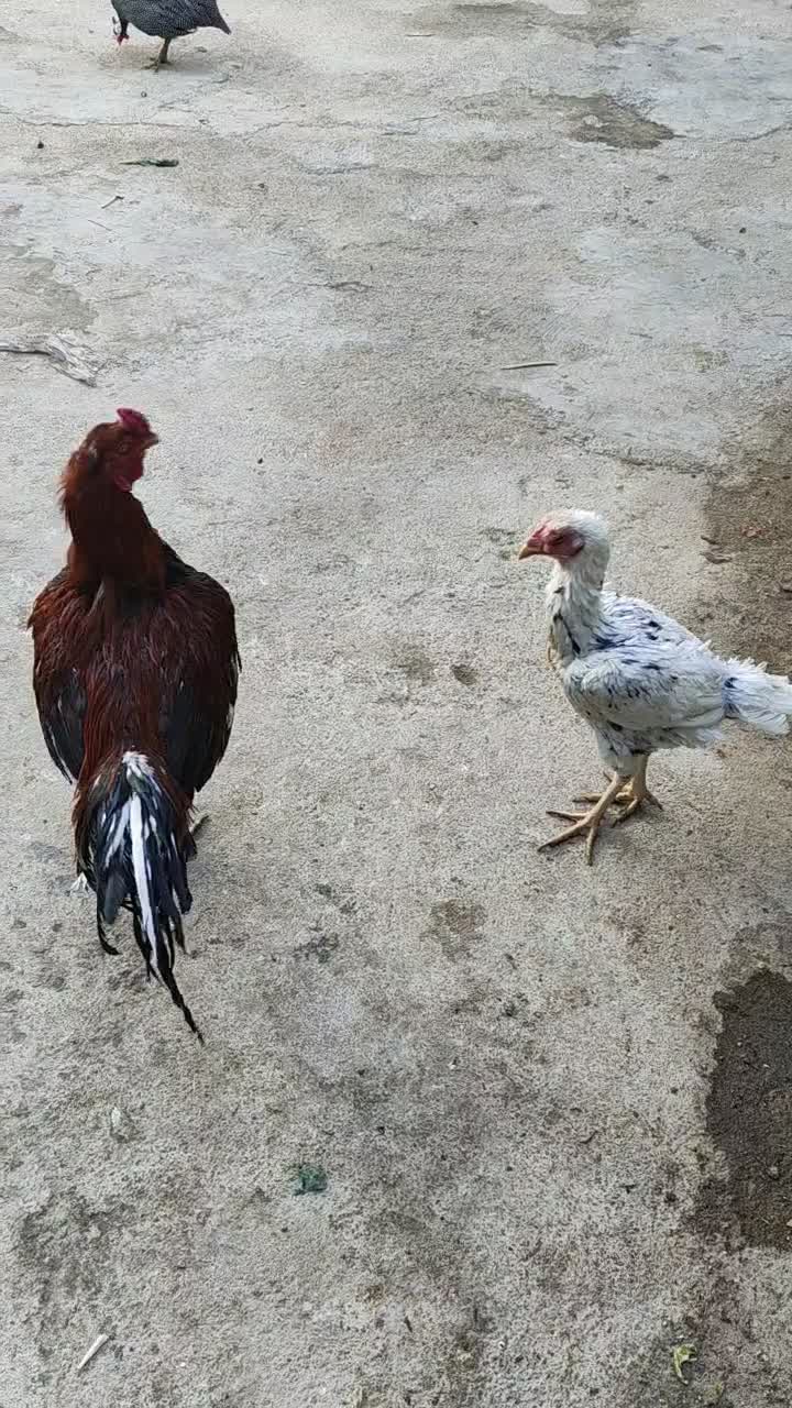 مرغ و خروس لاری  مرغ شاخدار معاوضه|حیوانات مزرعه|شیراز, علی آباد|دیوار