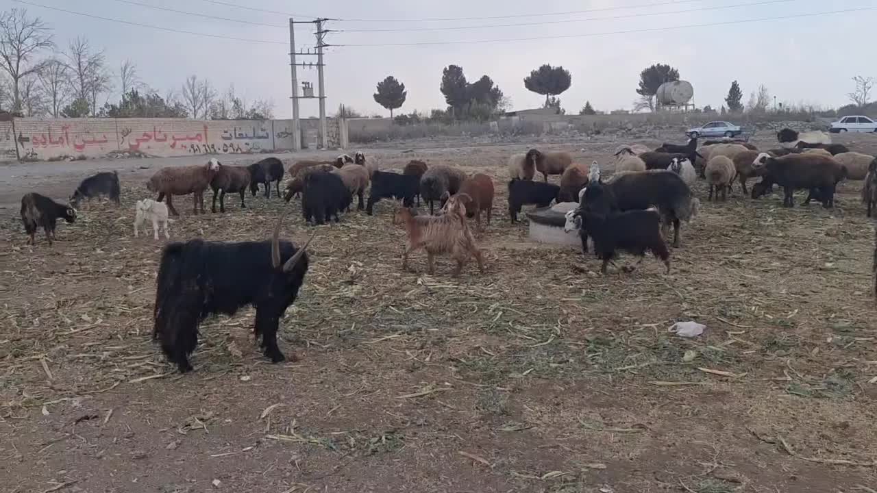 گوسفندمیش بزنربزمعاوضه|حیوانات مزرعه|کرج, کوی کارمندان جنوبی|دیوار