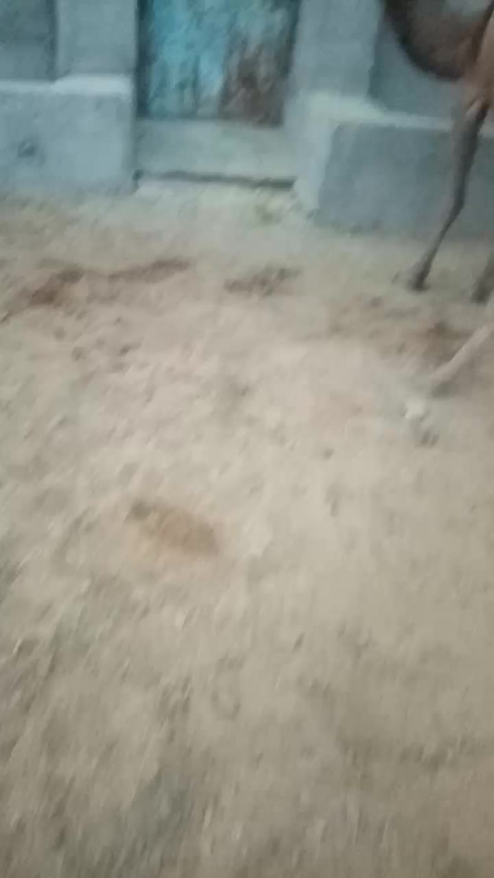 حیوانات مزرعه|حیوانات مزرعه|خوسف, |دیوار