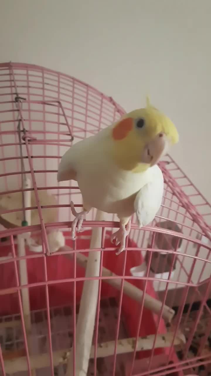 یک جفت عروس هلندی لوتینو مولد|پرنده|فردیس, شهرک راه آهن|دیوار