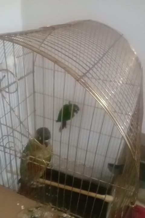 جفت طوطی گرینچی حال حلقه دار تعین جنسیت شده|پرنده|مشهد, کوی ولیعصر|دیوار