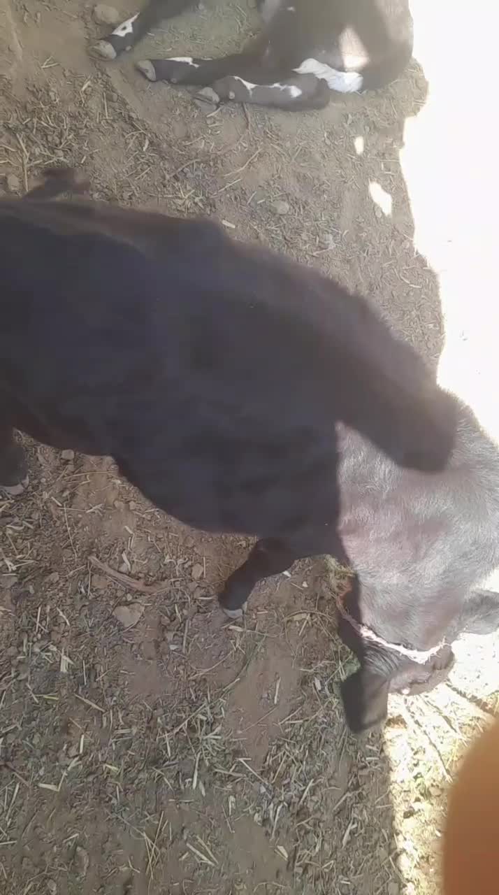 دواداد گوساله نر|حیوانات مزرعه|ارزوئیه, |دیوار