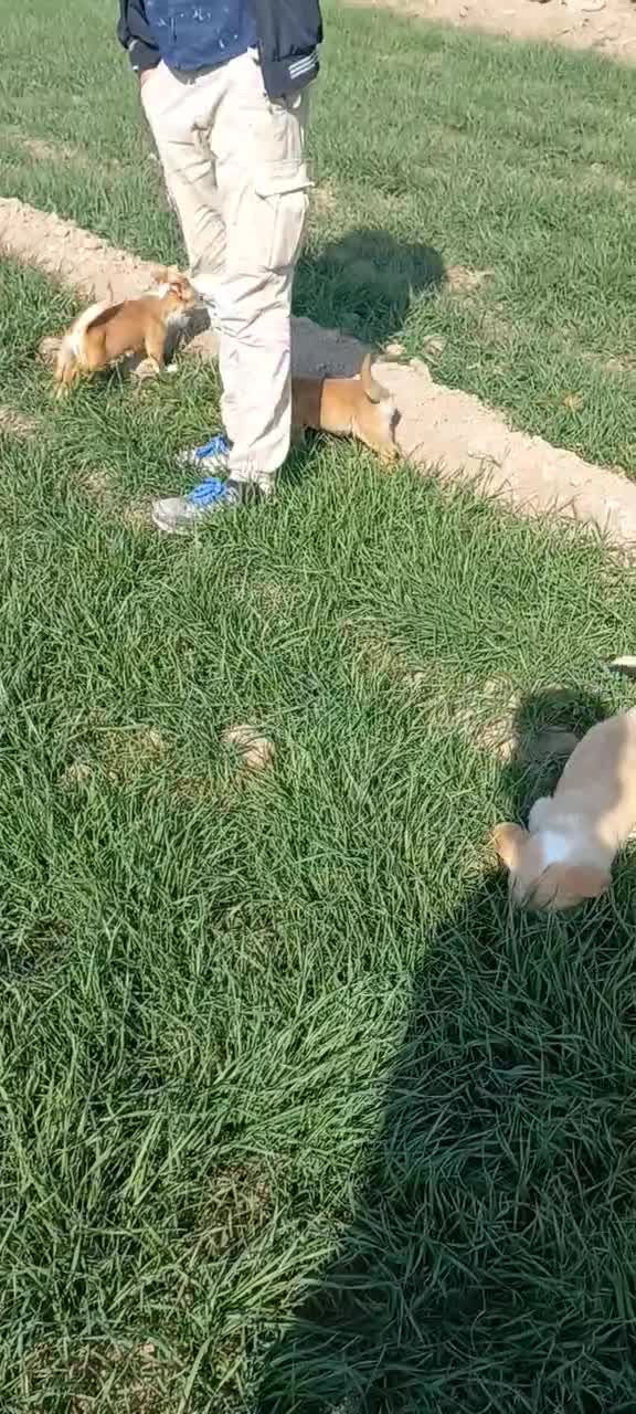 توله(۲ماهه) اشپیتز|سگ|اصفهان, بابوکان جنوبی|دیوار