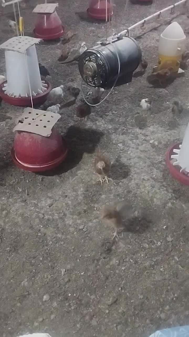 جوجه محلی ۱۸۰ عدد یکجا حراج|حیوانات مزرعه|بهبهان, |دیوار