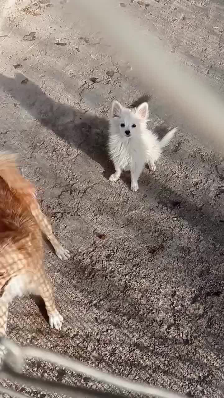 ۲ عدد سگ پامرین|سگ|قزوین, |دیوار