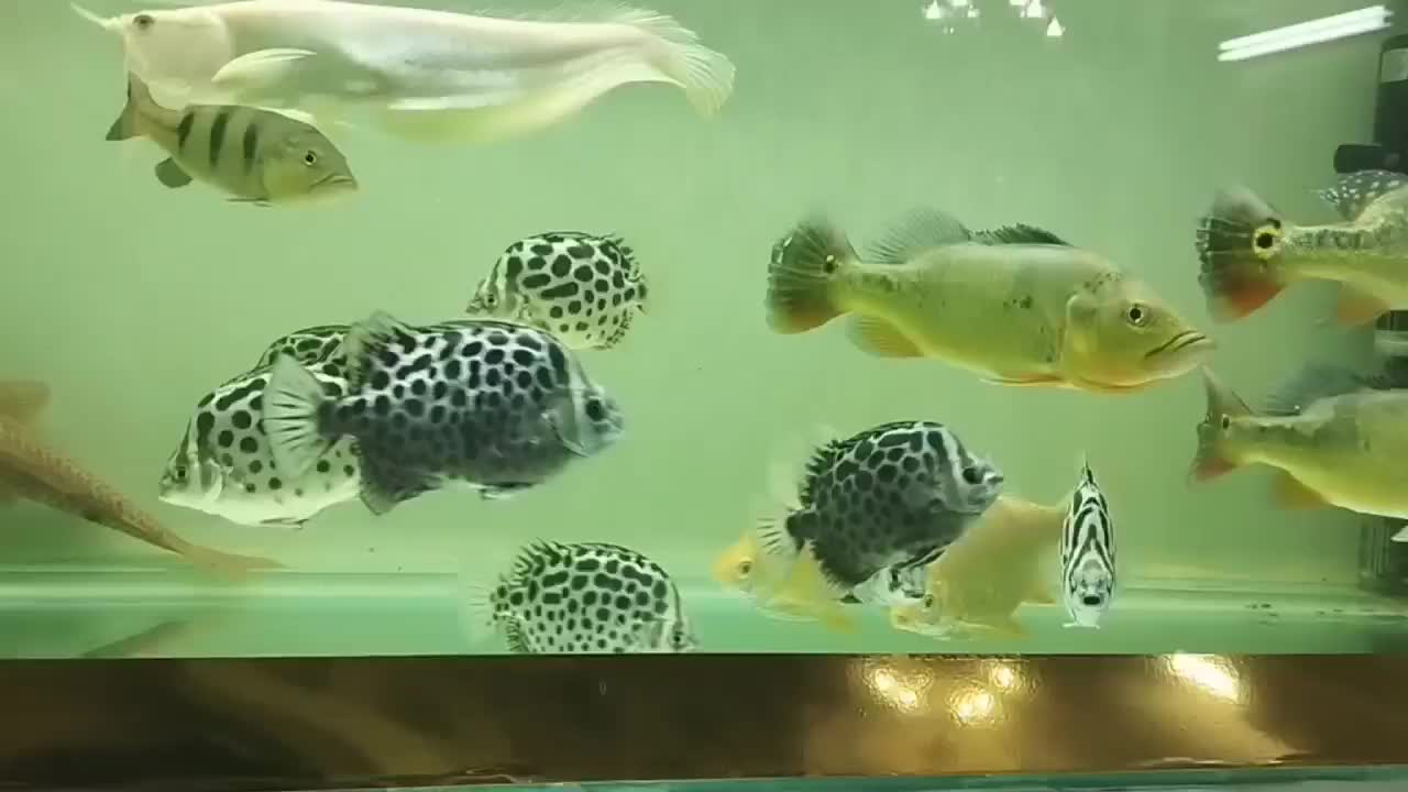 اسکات|ماهی|کرج, گلستان|دیوار