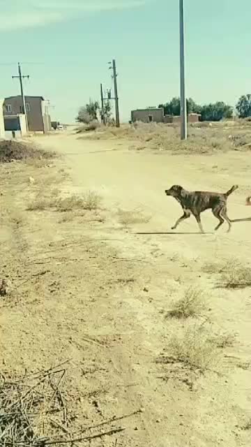 سگ نگهبان|سگ|تهران, افسریه شمالی|دیوار